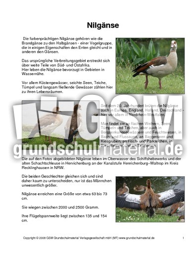 Steckbrief-Nilgänse.pdf